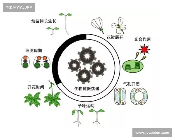探索精灵世界:解密自然灵兽的生存智慧与生态奥秘 探索精灵世界:解密自然灵兽的生存智慧与生态奥秘
